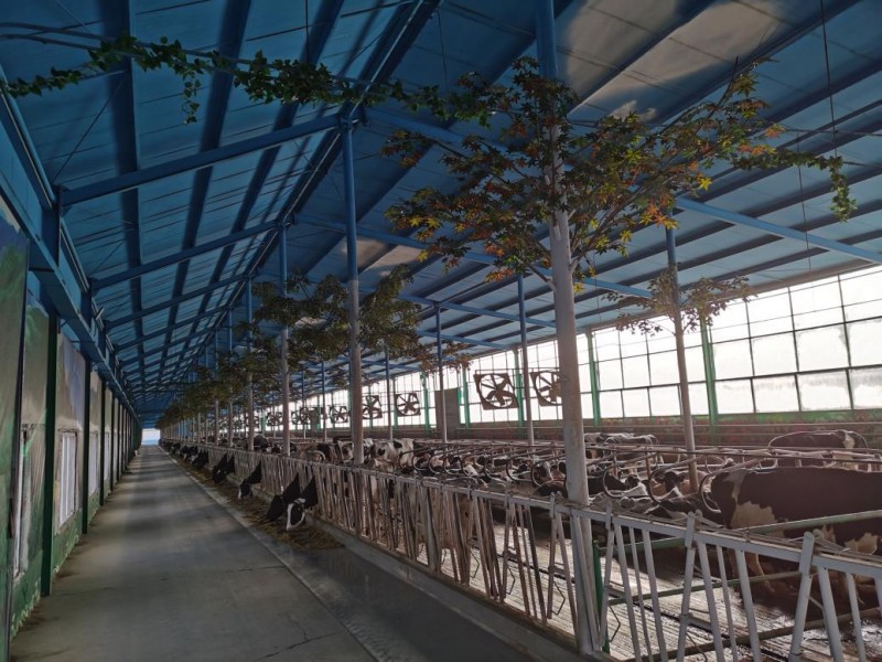 回归自然  天赐皇家牧场的好奶之道(图3)